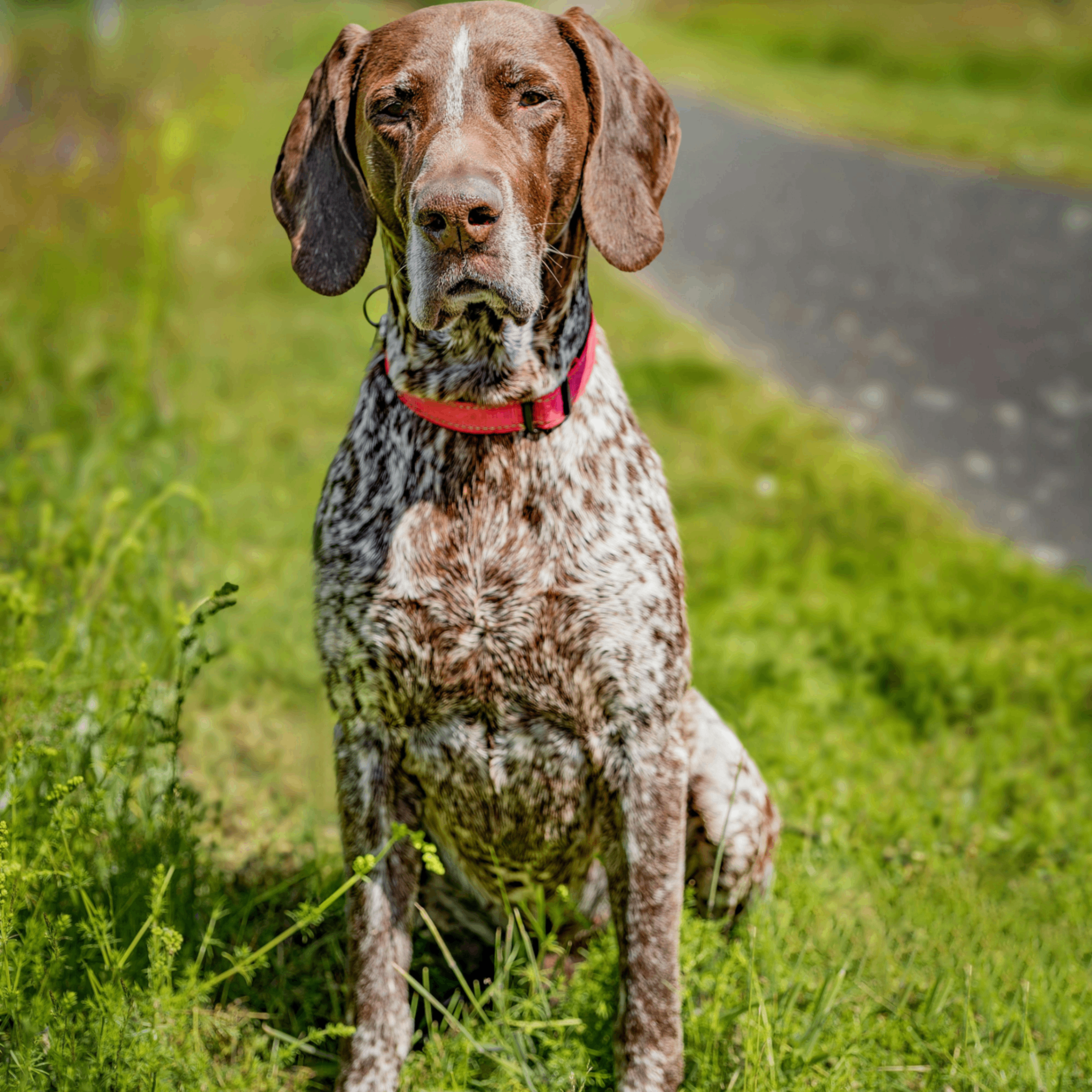 guazi (guazi.lens) Lens social identity (.lens handle) PFP