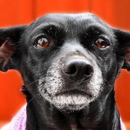 Cherish (nfyhj.lens) Lens social identity (.lens handle) PFP