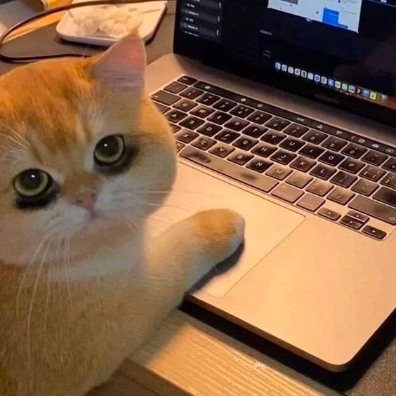 atvd98 (atvd98.lens) Lens social identity (.lens handle) PFP