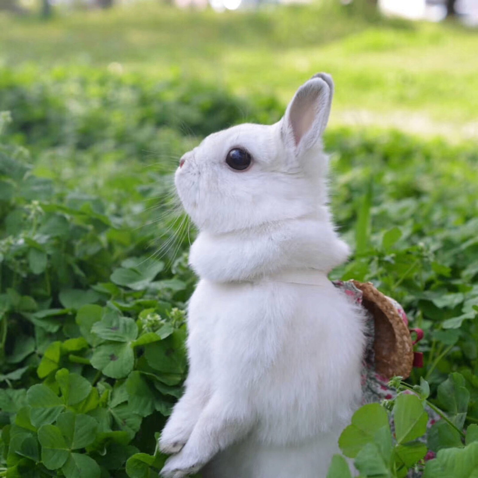 Isabel (zebulonrt.lens) Lens social identity (.lens handle) PFP