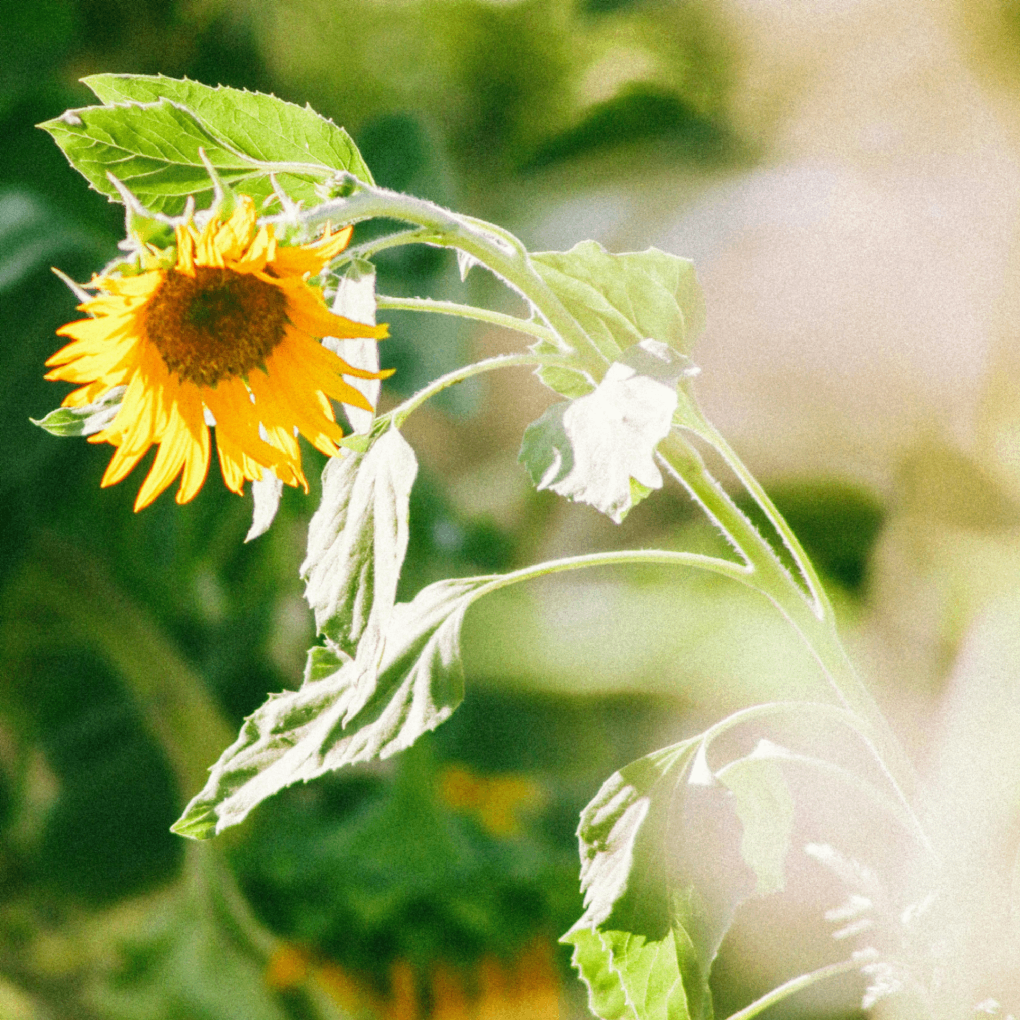 guany (guany.lens) Lens social identity (.lens handle) PFP