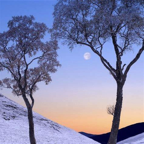 Firdaus (dbernie.lens) Lens social identity (.lens handle) PFP