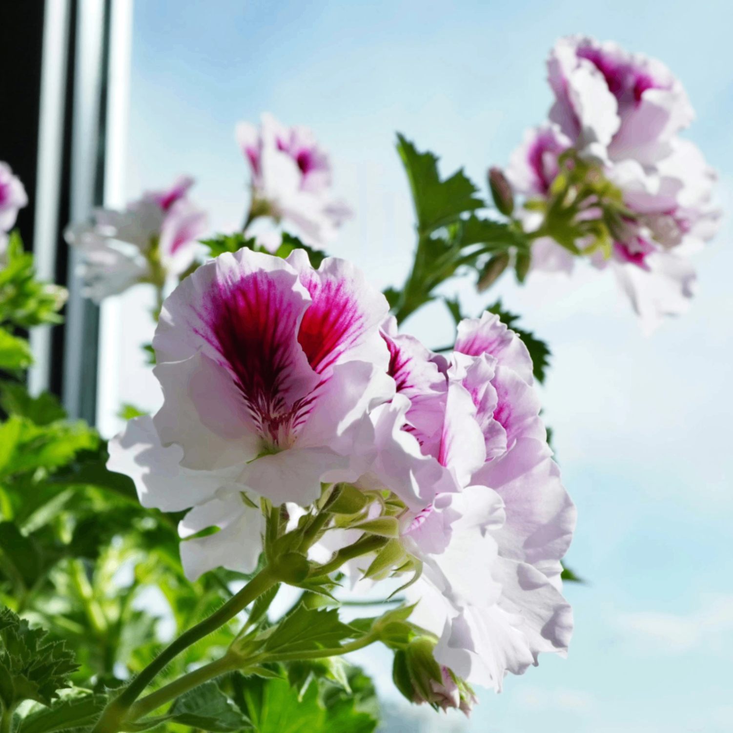 plant (peasantt.lens) Lens social identity (.lens handle) PFP