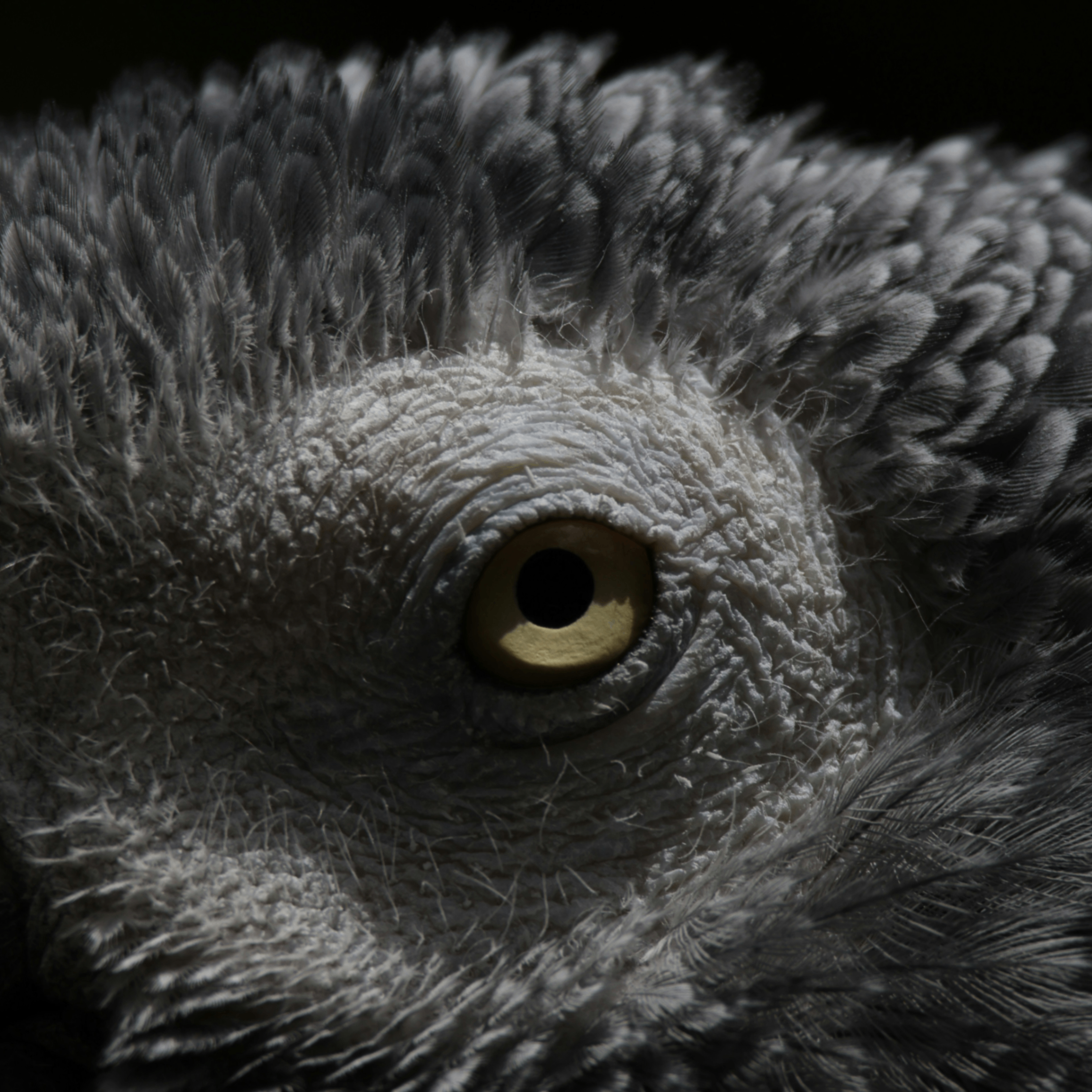 Jose (loveni.lens) Lens social identity (.lens handle) PFP