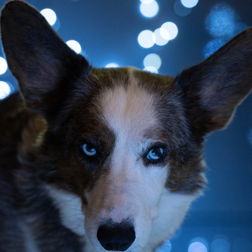 Stas (jediofthecoast.lens) Lens social identity (.lens handle) PFP