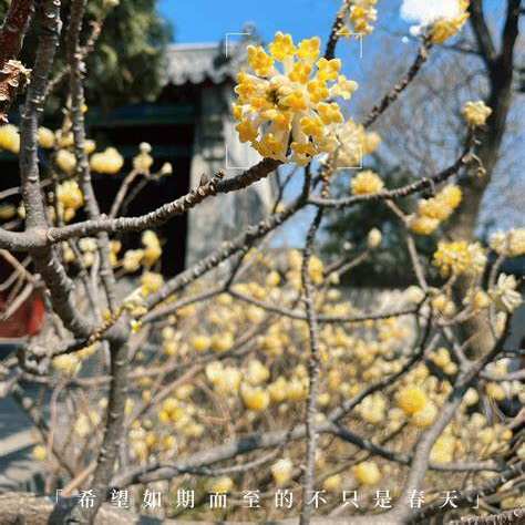 Matt Rebecca (hhhhhb.lens) Lens social identity (.lens handle) PFP