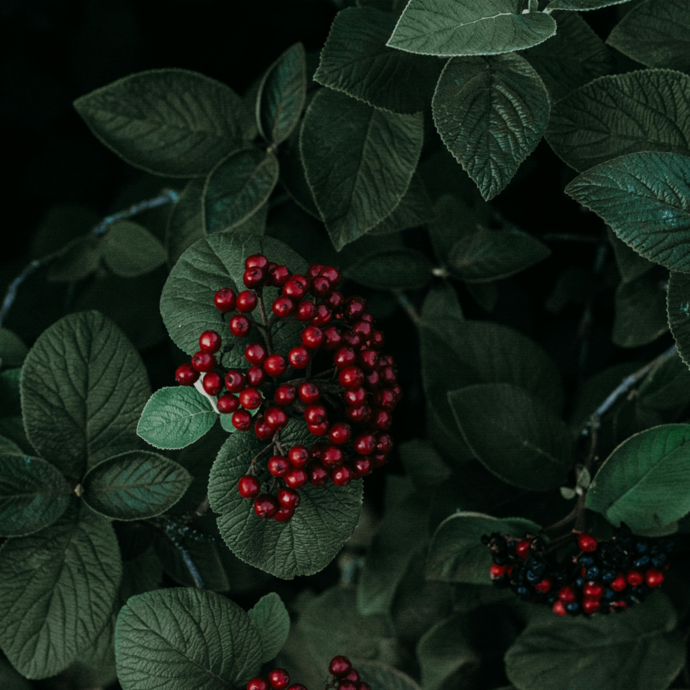 Butle (butle.lens) Lens social identity (.lens handle) PFP