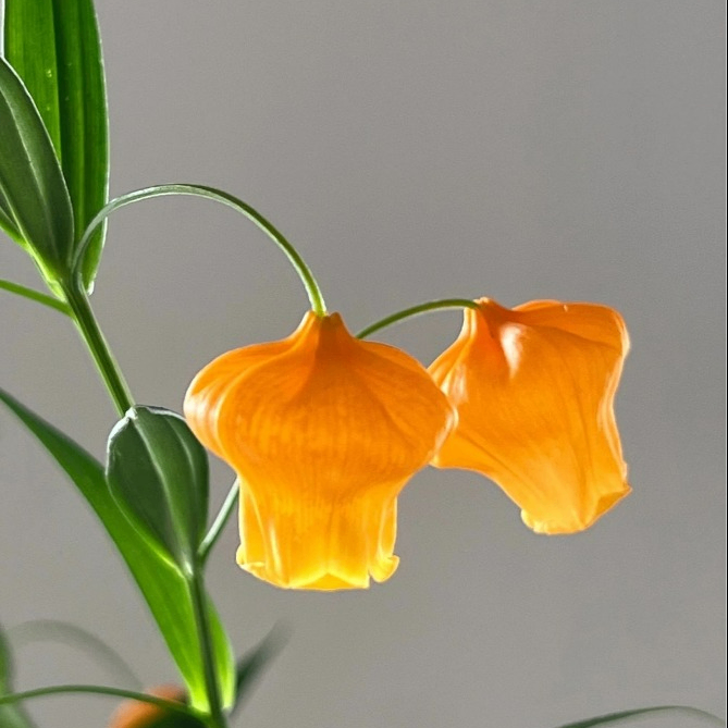 jsbdjzkx (jsbdjzkx.lens) Lens social identity (.lens handle) PFP