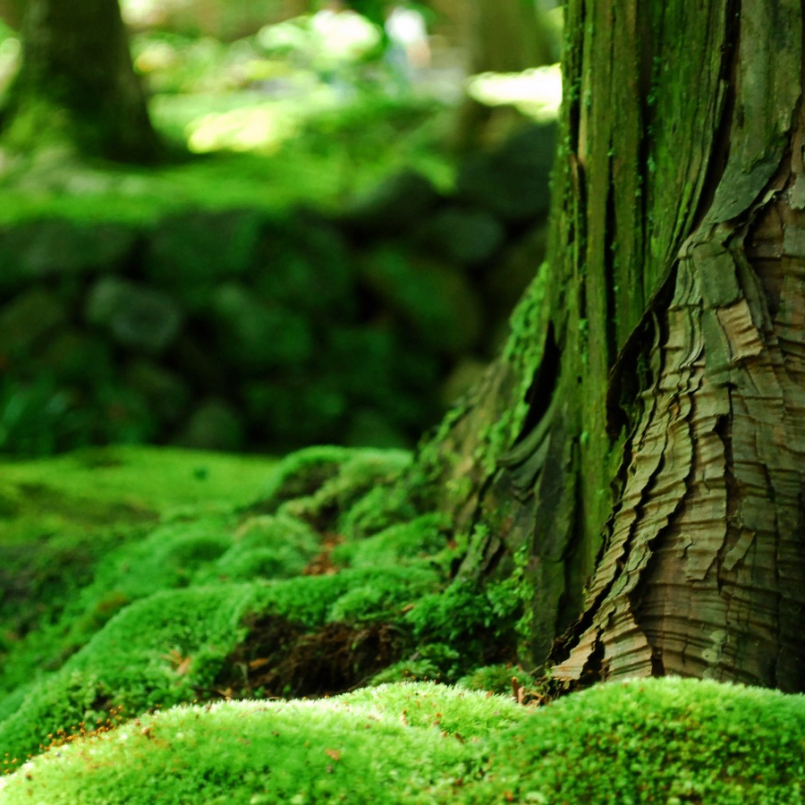 oy7t (crypn.lens) Lens social identity (.lens handle) PFP