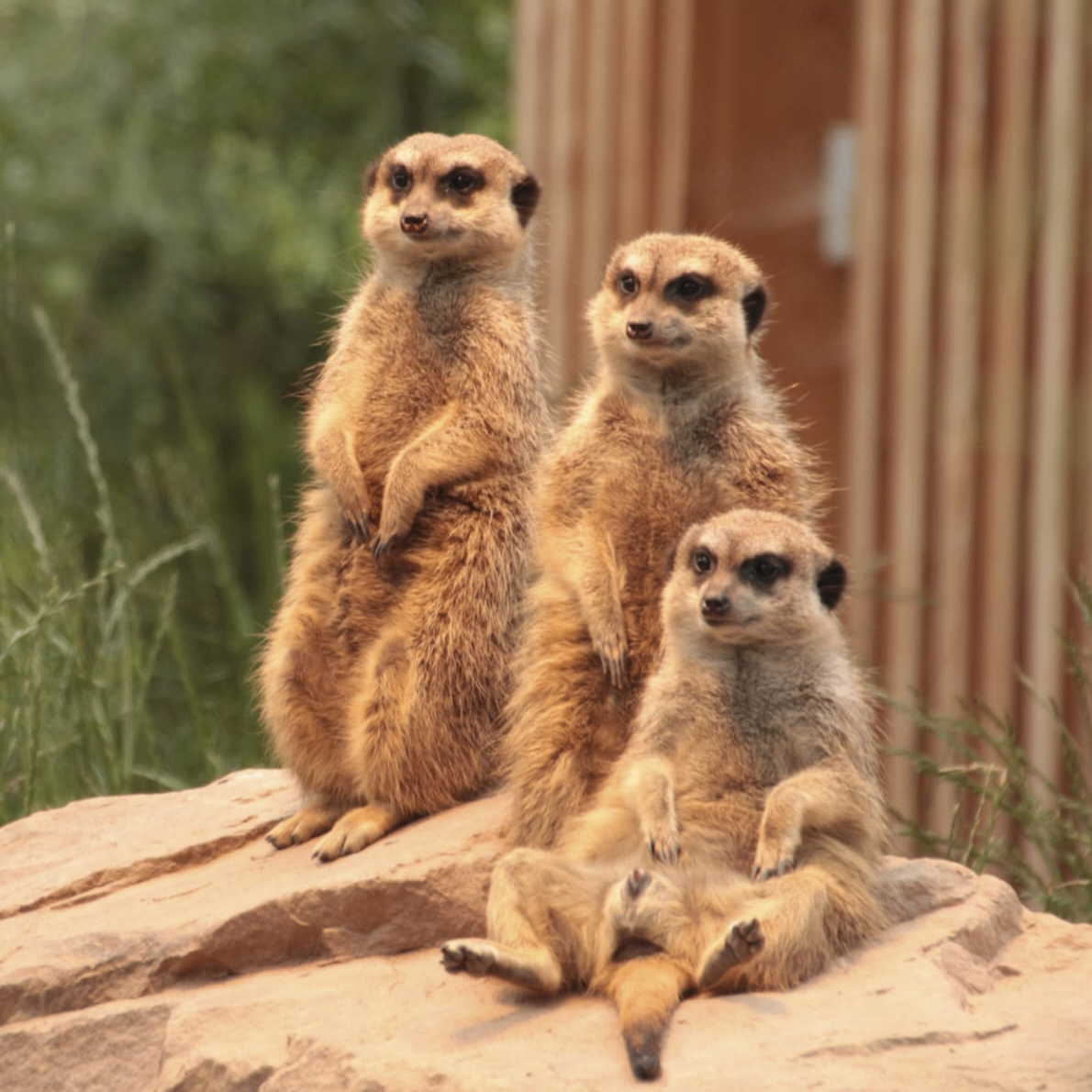 sivakumar (larsenandtoubro.lens) Lens social identity (.lens handle) PFP