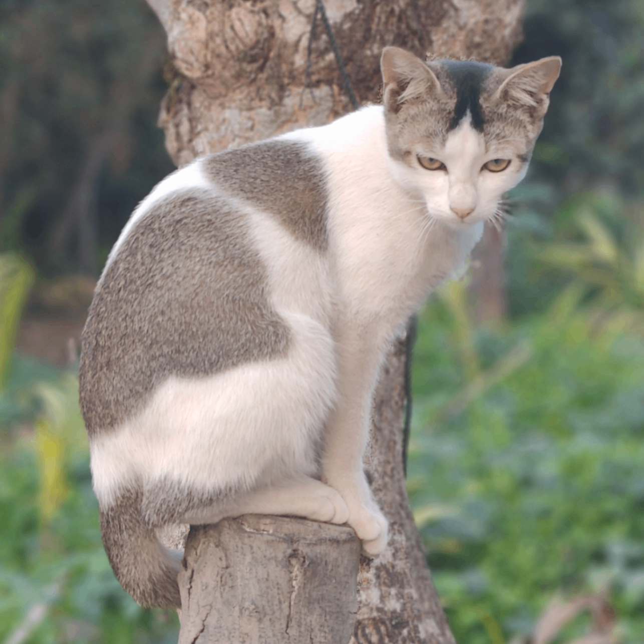 Cat (farah.lens) Lens social identity (.lens handle) PFP