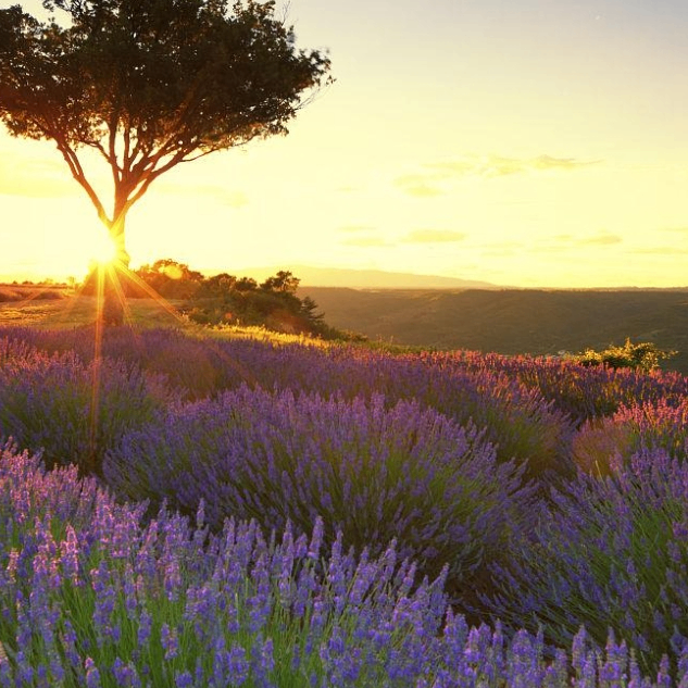 Augustine Ralph (hhhkkk.lens) Lens social identity (.lens handle) PFP