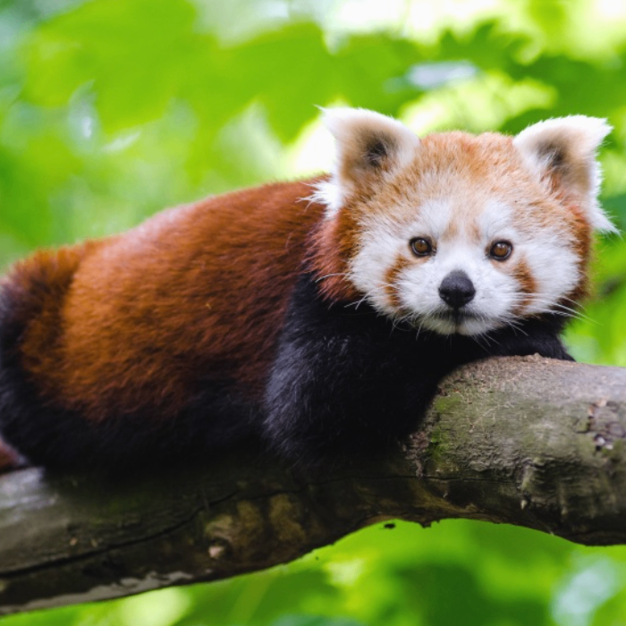 erdf (wllll.lens) Lens social identity (.lens handle) PFP