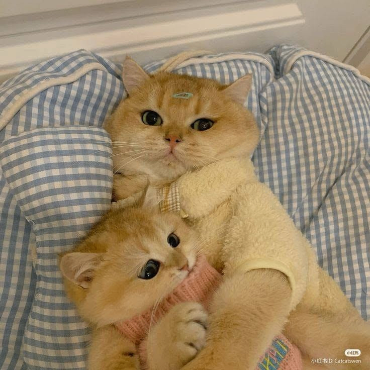 Rita (iurita.lens) Lens social identity (.lens handle) PFP