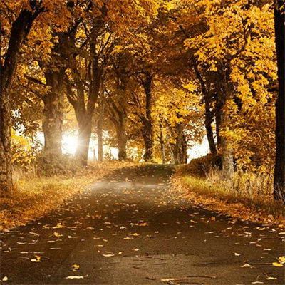 pomi (poima.lens) Lens social identity (.lens handle) PFP