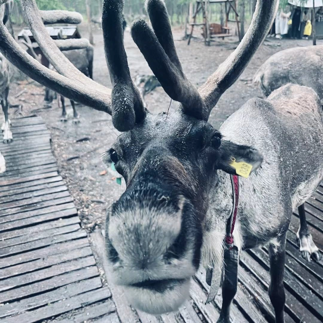 zhouyong (zhouyong.lens) Lens social identity (.lens handle) PFP