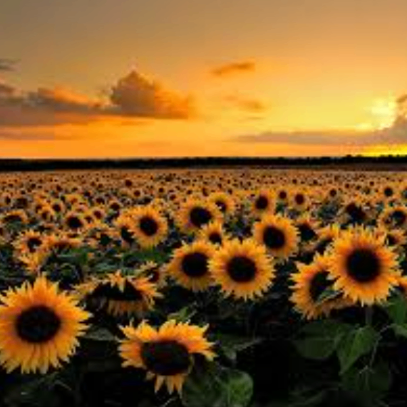 European Cu (ouighpqo.lens) Lens social identity (.lens handle) PFP