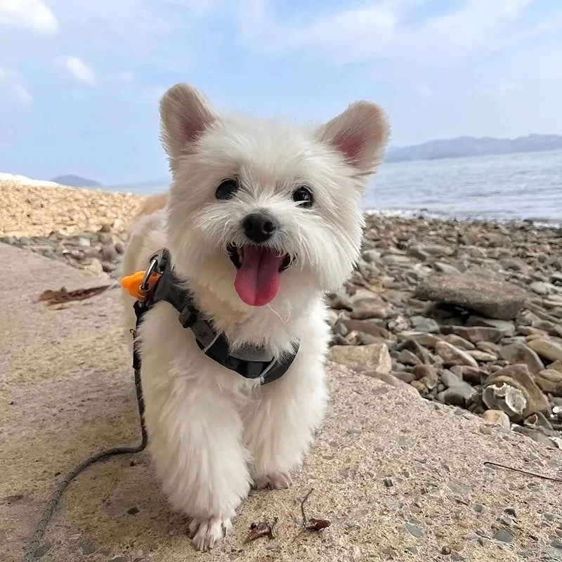 Cameron (wrightcc.lens) Lens social identity (.lens handle) PFP