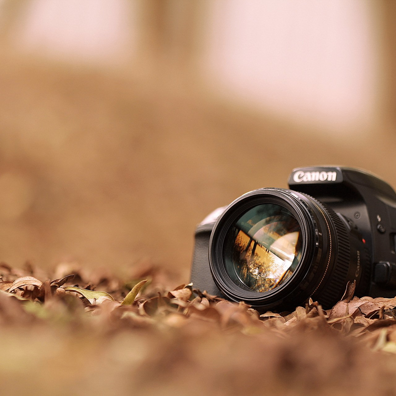 Lokmi (cryptoaboba.lens) Lens social identity (.lens handle) PFP