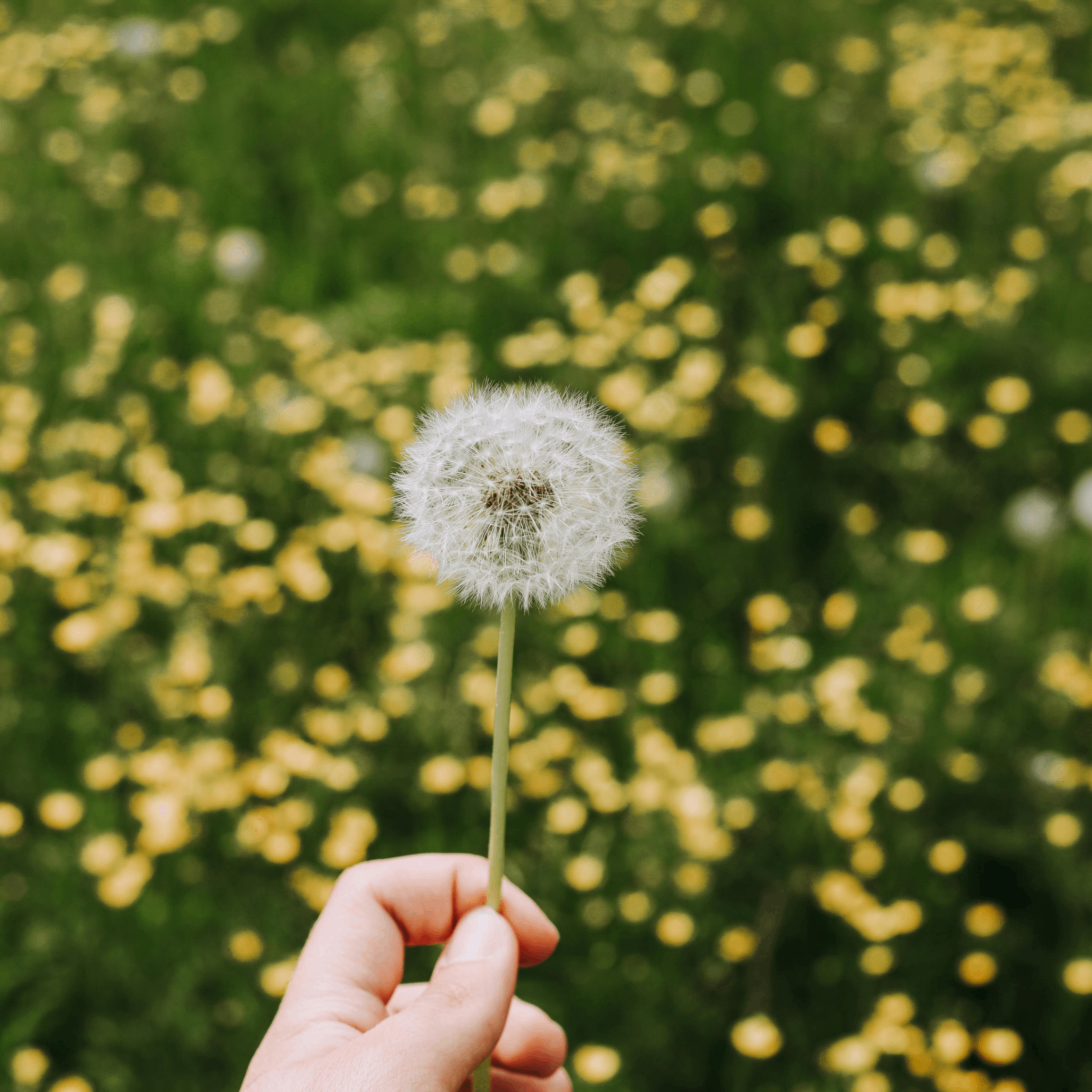 shipi (shipi.lens) Lens social identity (.lens handle) PFP