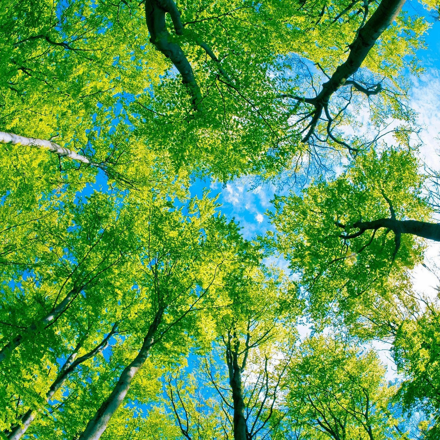 dfg (cynet.lens) Lens social identity (.lens handle) PFP