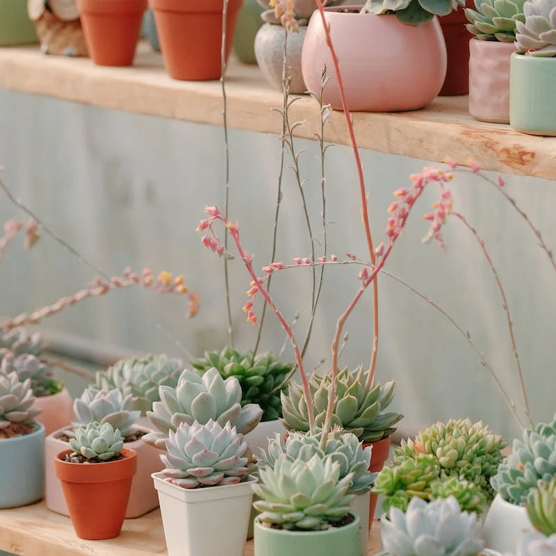 凡心 (66180.lens) Lens social identity (.lens handle) PFP