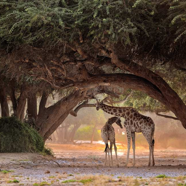 0x356777 (0x356747.lens) Lens social identity (.lens handle) PFP