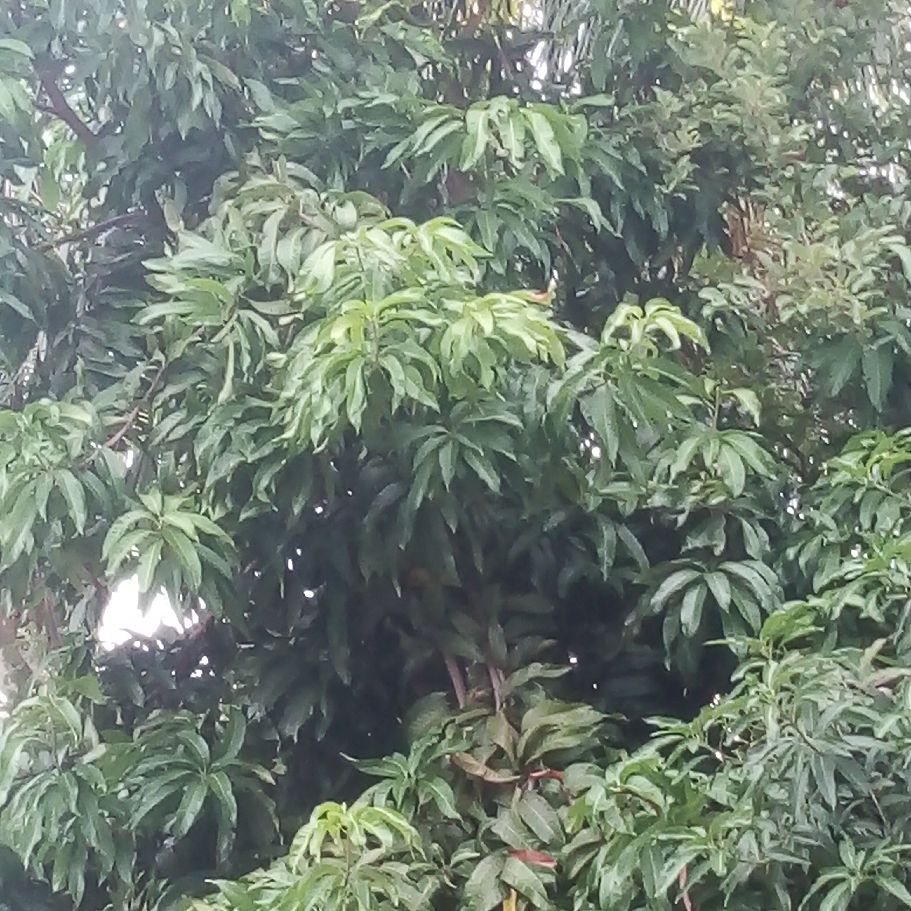 Shine Kaung Gold (kaung.lens) Lens social identity (.lens handle) PFP