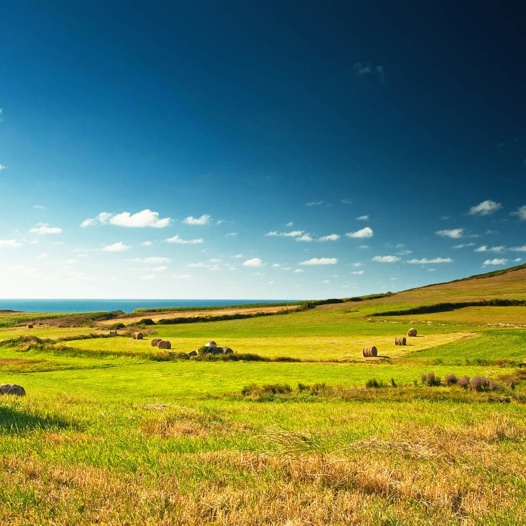 Chain (glypt.lens) Lens social identity (.lens handle) PFP