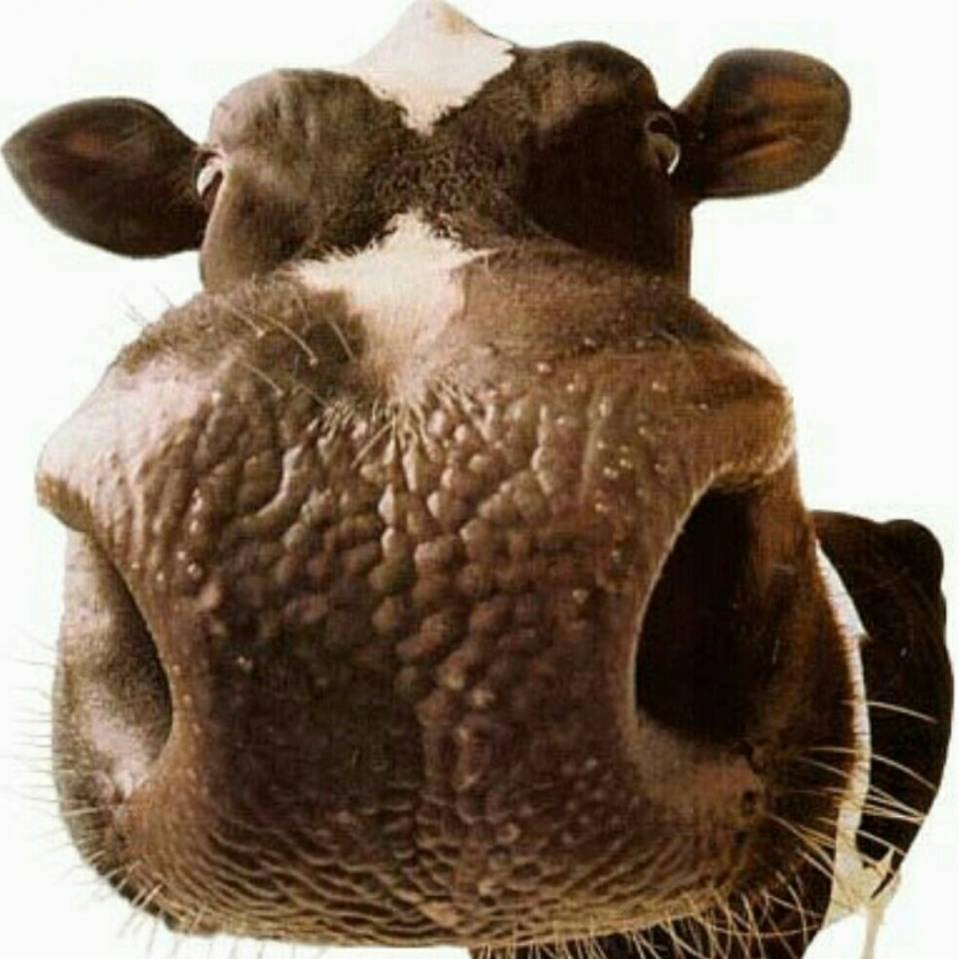 oxcofan (cofan.lens) Lens social identity (.lens handle) PFP