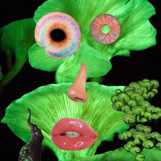 Havocer (krendeliosik.lens) Lens social identity (.lens handle) PFP