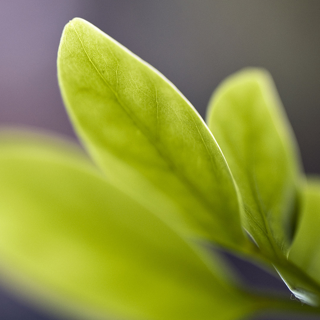 cihan (cihan.lens) Lens social identity (.lens handle) PFP