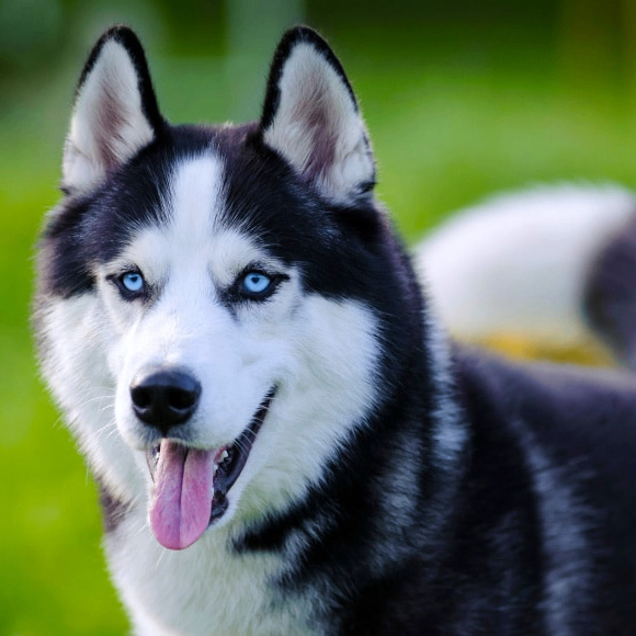 Antoni Nikodem (ilovepoland.lens) Lens social identity (.lens handle) PFP