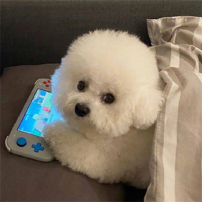 Susanna Cook(e) (iiiiig.lens) Lens social identity (.lens handle) PFP