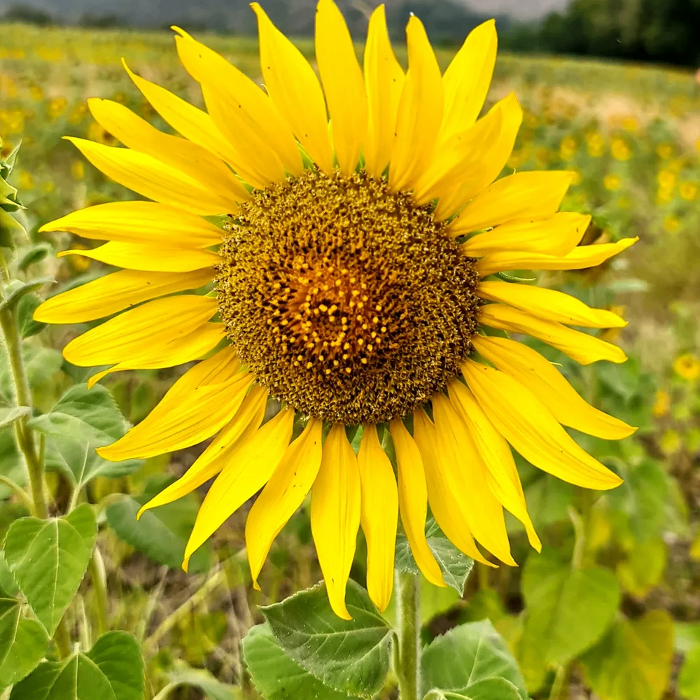 dhjkl; (shahg.lens) Lens social identity (.lens handle) PFP