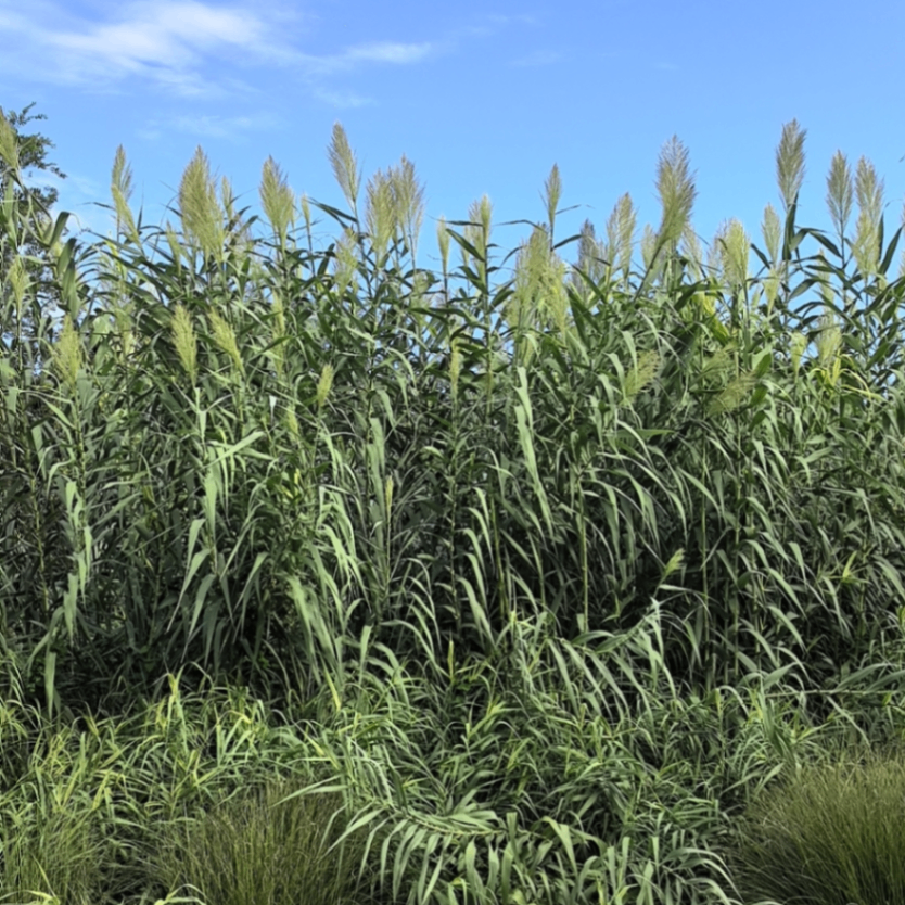 shy860100 (shy860100.lens) Lens social identity (.lens handle) PFP