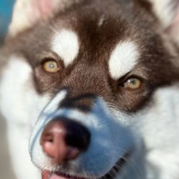 EchoBlue (infinitehomie.lens) Lens social identity (.lens handle) PFP