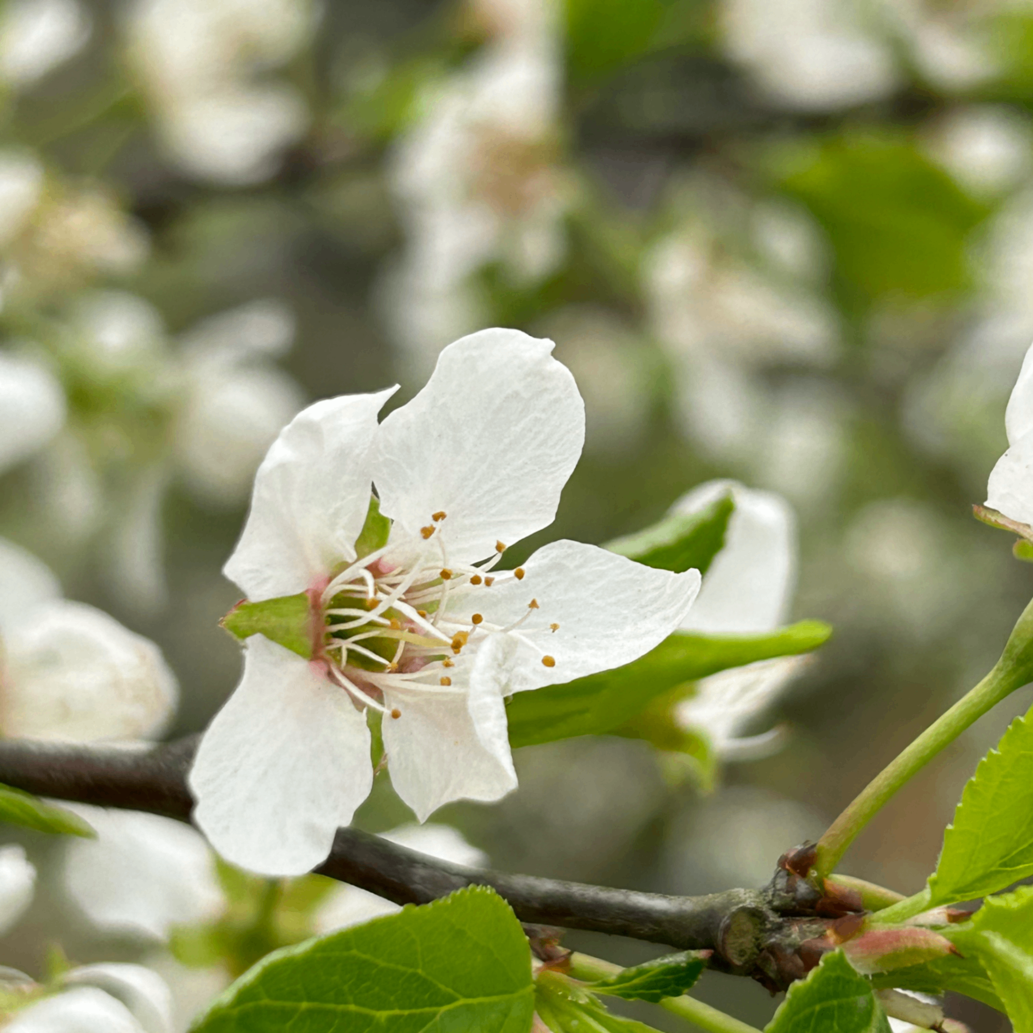 wawaha (wahaha1.lens) Lens social identity (.lens handle) PFP