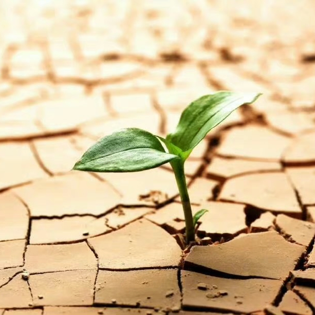 Charlotte White (flechao.lens) Lens social identity (.lens handle) PFP