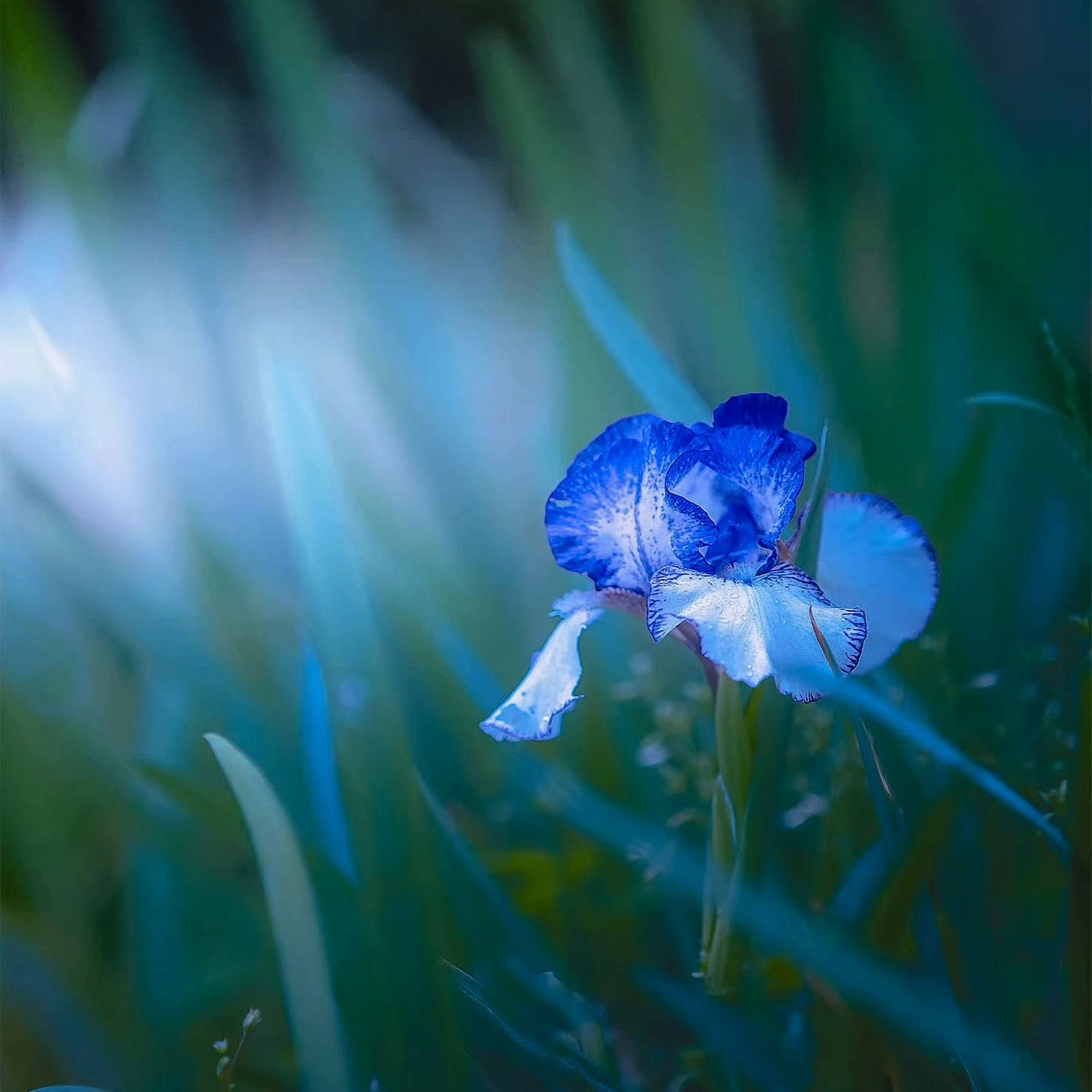 lmerance (lmerance.lens) Lens social identity (.lens handle) PFP