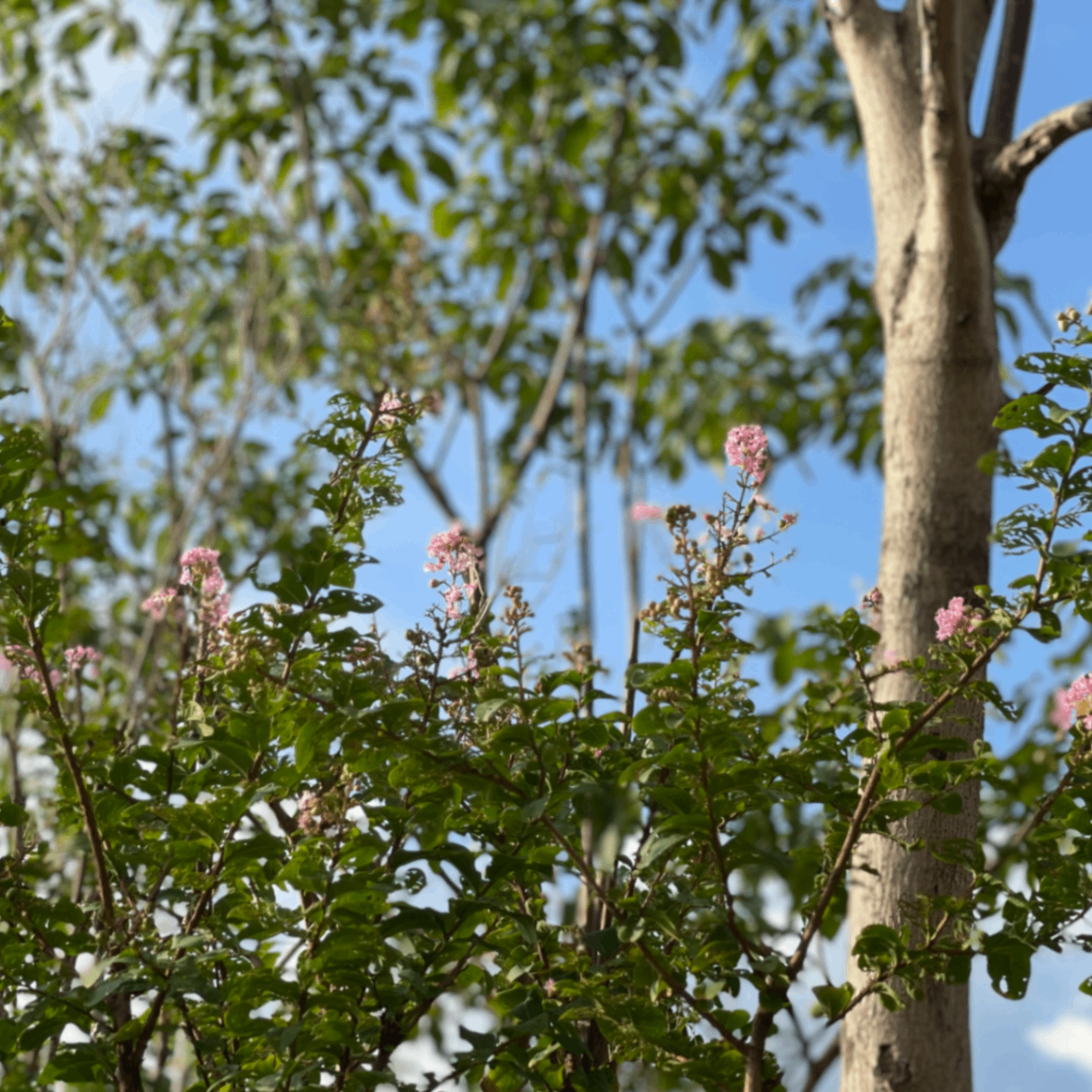 babyjuice (judyy.lens) Lens social identity (.lens handle) PFP