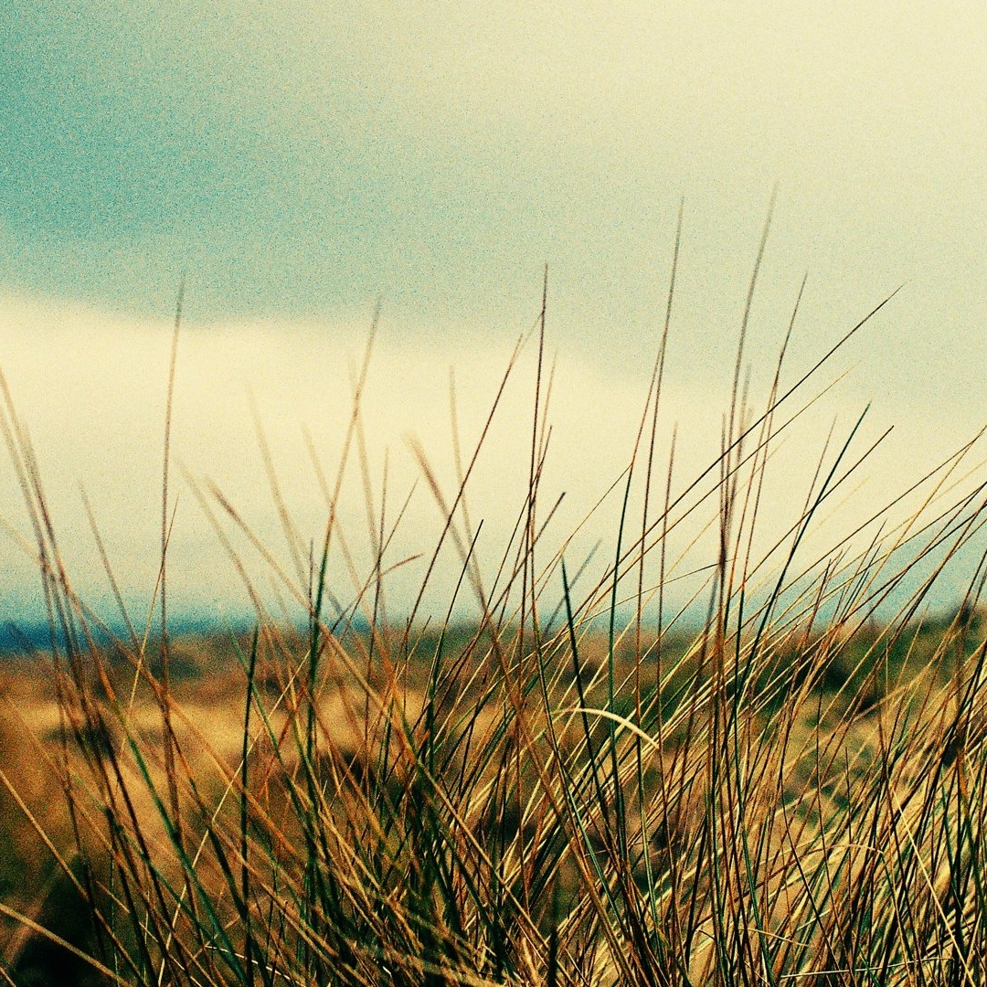 78 (envox.lens) Lens social identity (.lens handle) PFP