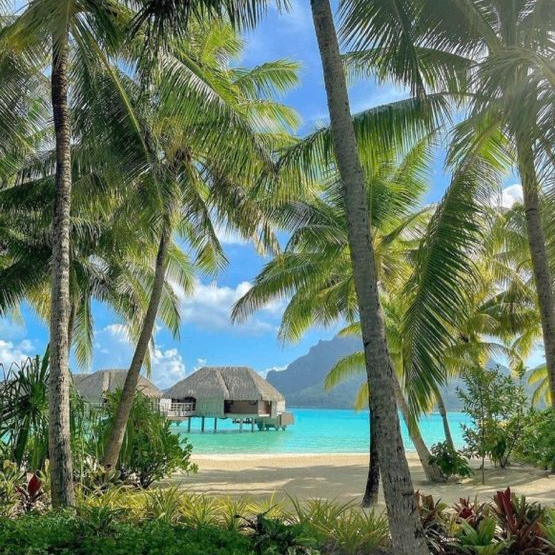 sinianchu (sinianchu.lens) Lens social identity (.lens handle) PFP