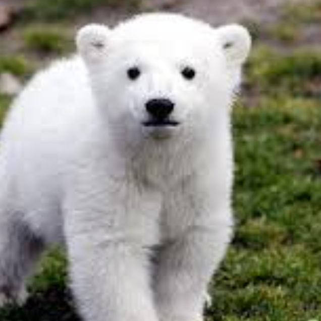 xnjk (jjjjmj.lens) Lens social identity (.lens handle) PFP