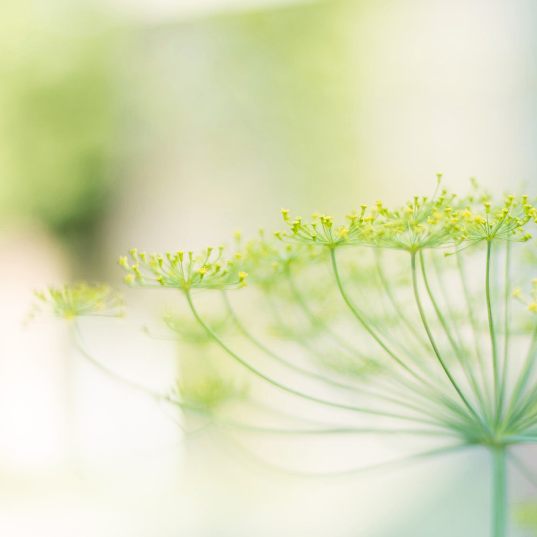 j (vaultvantage.lens) Lens social identity (.lens handle) PFP