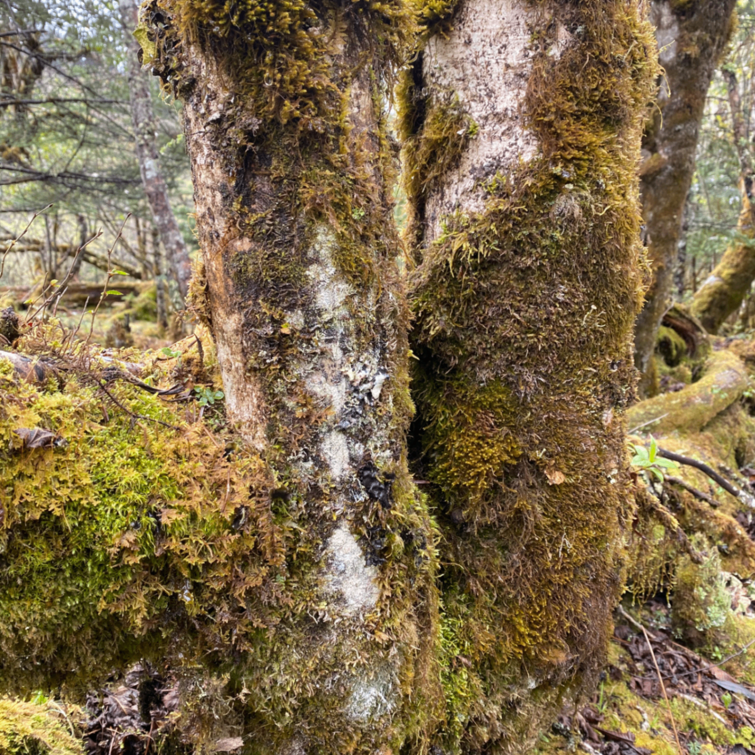 lkj (paoanssoo.lens) Lens social identity (.lens handle) PFP