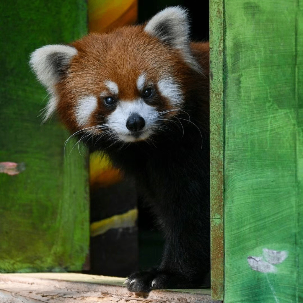 lesser panda (zooooo.lens) Lens social identity (.lens handle) PFP