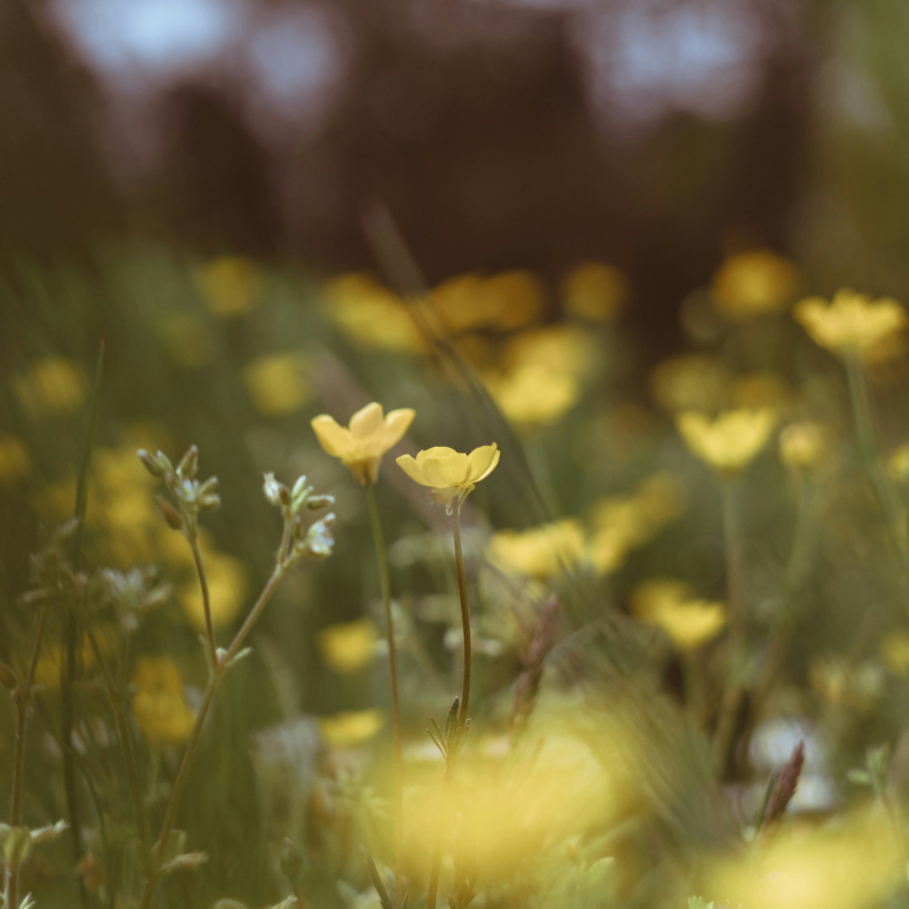 deedeeman (alexistexas.lens) Lens social identity (.lens handle) PFP