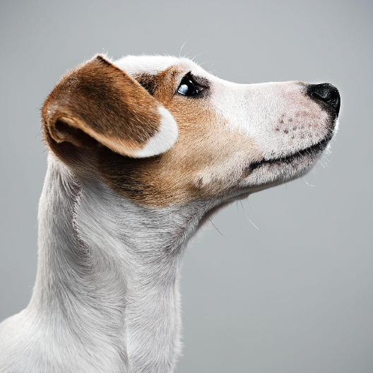 bggty6 (chazui.lens) Lens social identity (.lens handle) PFP