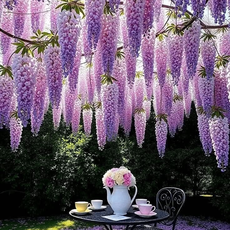 紫色 (wezxcvgs.lens) Lens social identity (.lens handle) PFP